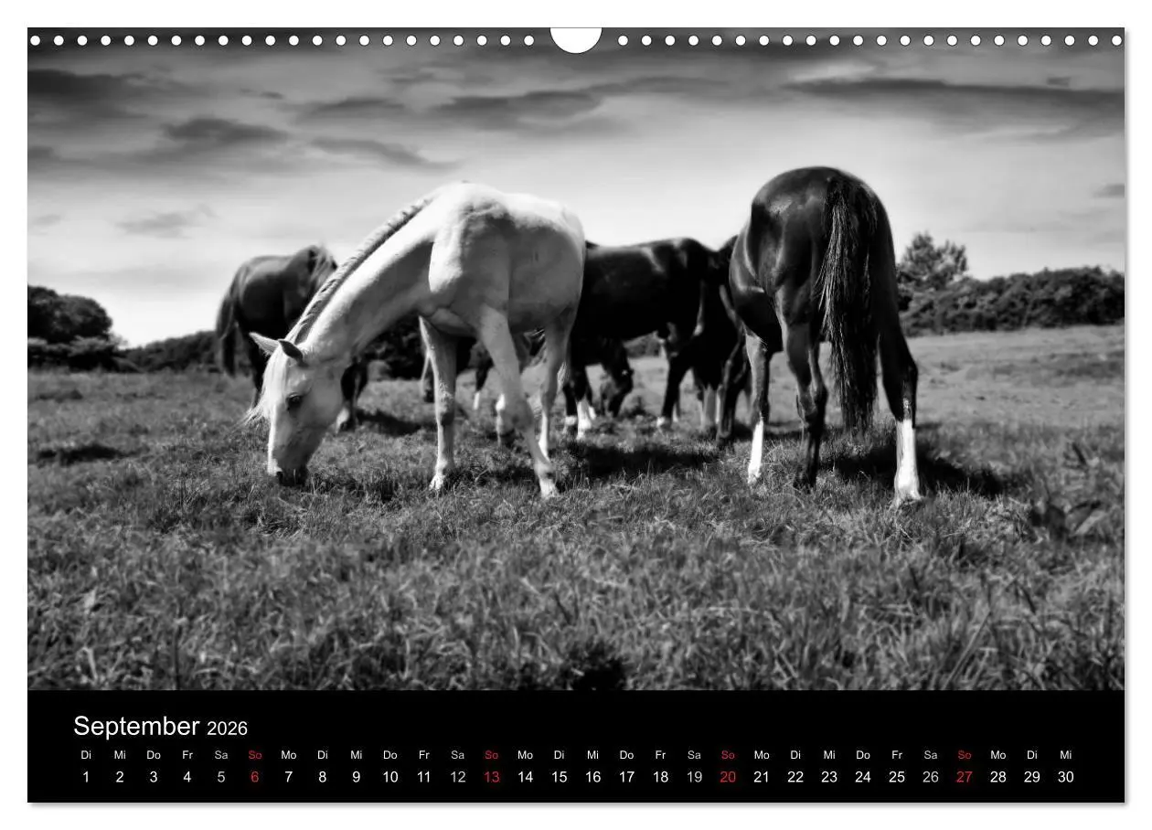 Bild: 9783516169386 | Pferde 2026 Wild Thing (Wandkalender 2026 DIN A3 quer), CALVENDO...