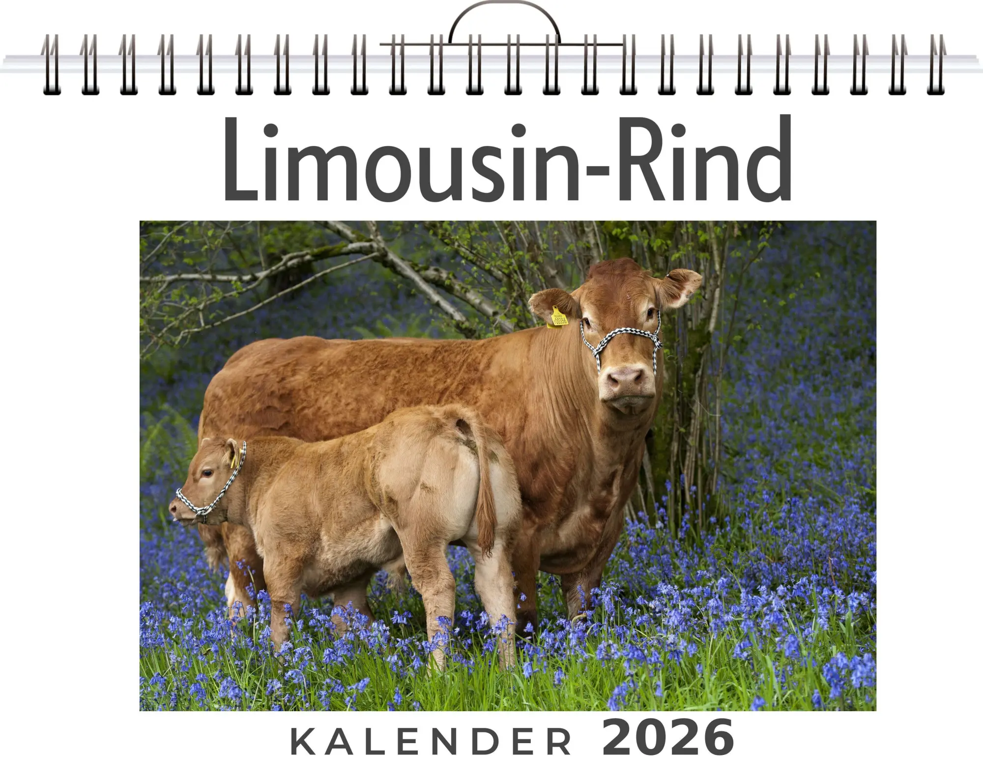 Cover: 9783759199386 | Limousin-Rind | Sophia Schmidt | Kalender | Deutsch | 2026 | FlipFlop