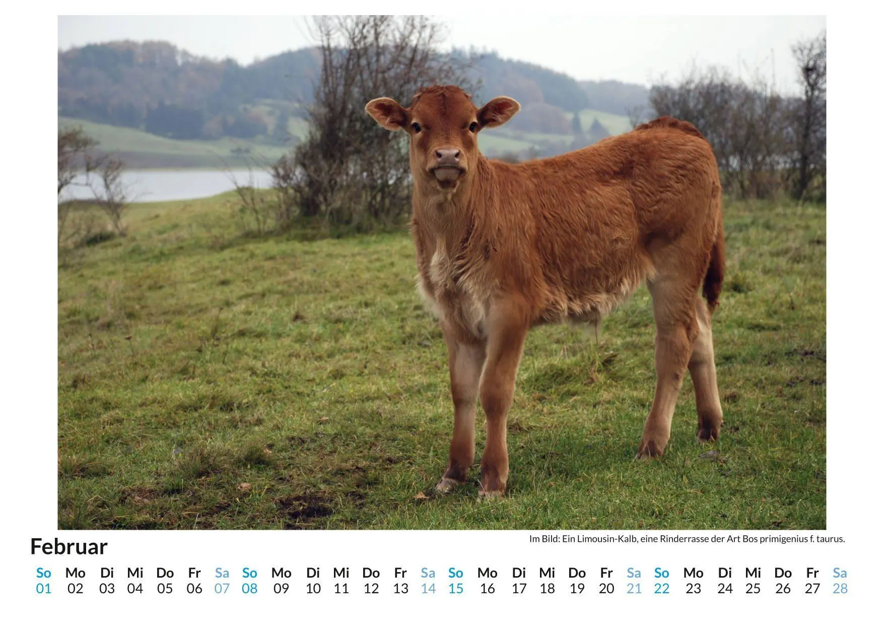 Bild: 9783759199386 | Limousin-Rind | Sophia Schmidt | Kalender | Deutsch | 2026 | FlipFlop