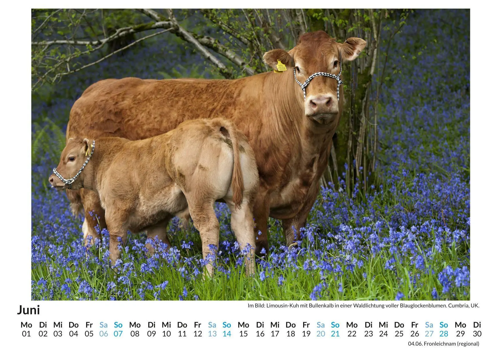 Bild: 9783759199386 | Limousin-Rind | Sophia Schmidt | Kalender | Deutsch | 2026 | FlipFlop