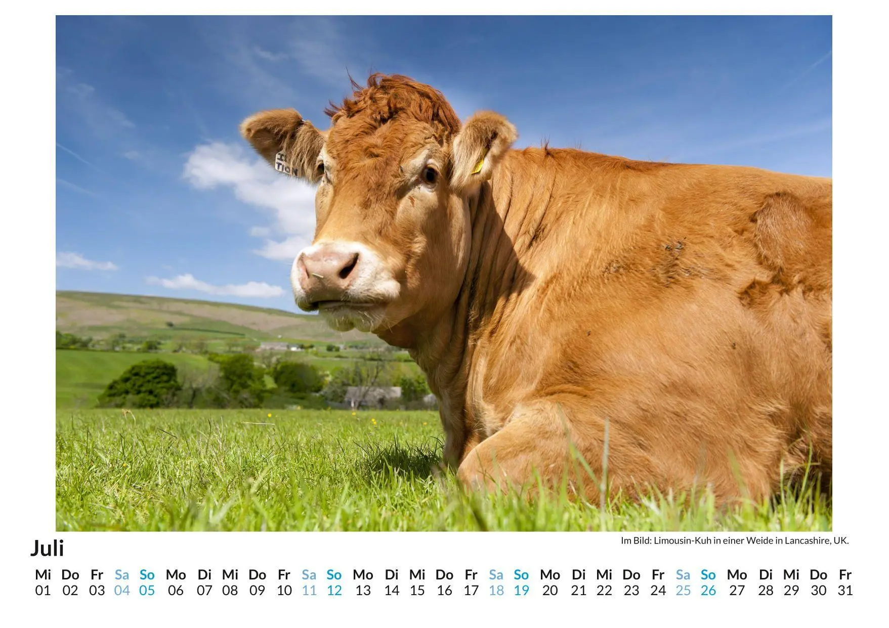 Bild: 9783759199386 | Limousin-Rind | Sophia Schmidt | Kalender | Deutsch | 2026 | FlipFlop