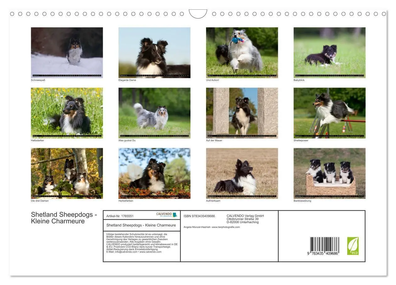 Bild: 9783435409686 | Shetland Sheepdogs - Kleine Charmeure (Wandkalender 2025 DIN A3...
