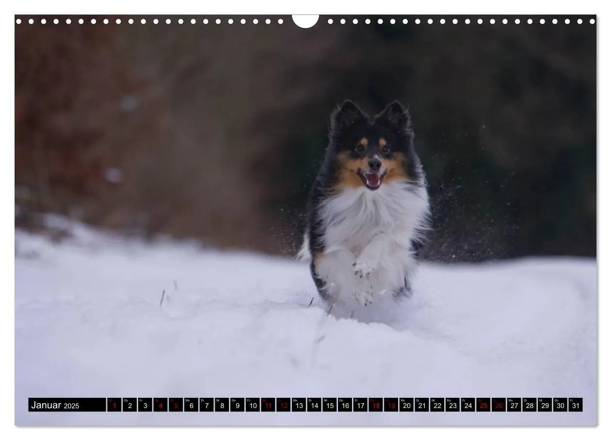 Bild: 9783435409686 | Shetland Sheepdogs - Kleine Charmeure (Wandkalender 2025 DIN A3...