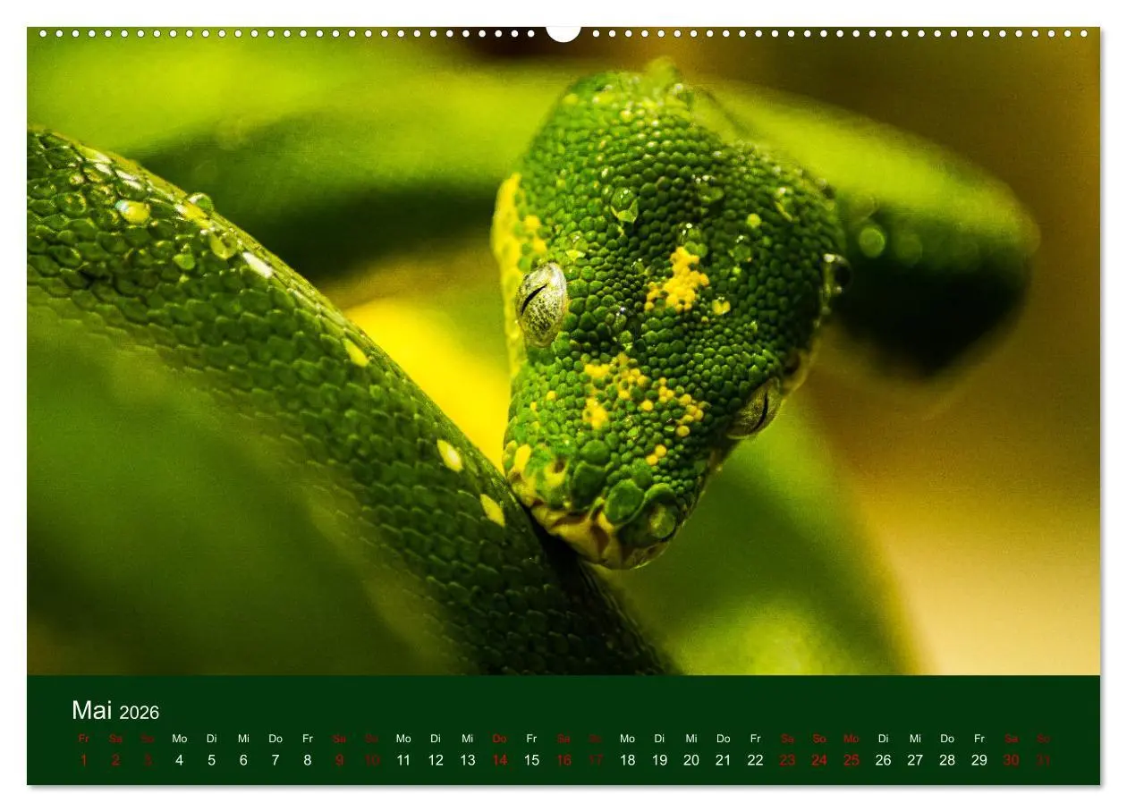 Bild: 9783457429686 | Reptilien &amp; Amphibien Portraits (hochwertiger Premium Wandkalender...