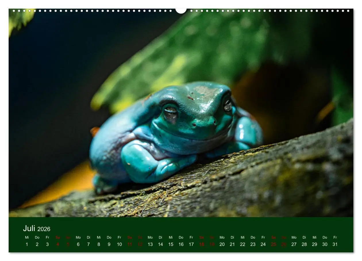 Bild: 9783457429686 | Reptilien &amp; Amphibien Portraits (hochwertiger Premium Wandkalender...