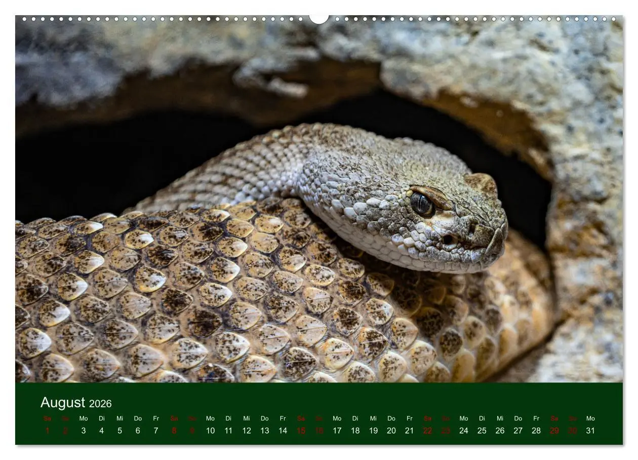 Bild: 9783457429686 | Reptilien &amp; Amphibien Portraits (hochwertiger Premium Wandkalender...