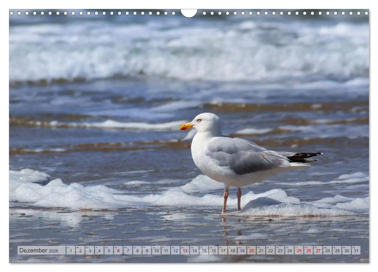 Bild: 9783457669686 | Texel - Kleine Insel, große Vielfalt (Wandkalender 2026 DIN A3...