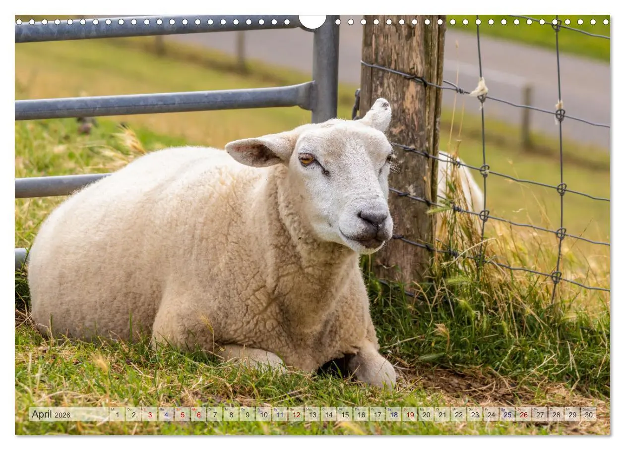 Bild: 9783457669686 | Texel - Kleine Insel, große Vielfalt (Wandkalender 2026 DIN A3...
