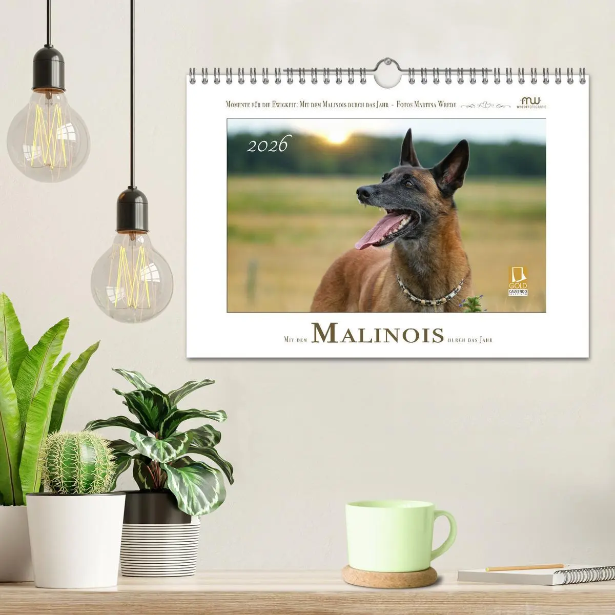 Bild: 9783457279786 | Mit dem Malinois durch das Jahr (Wandkalender 2026 DIN A4 quer),...