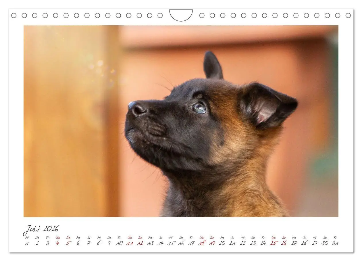 Bild: 9783457279786 | Mit dem Malinois durch das Jahr (Wandkalender 2026 DIN A4 quer),...