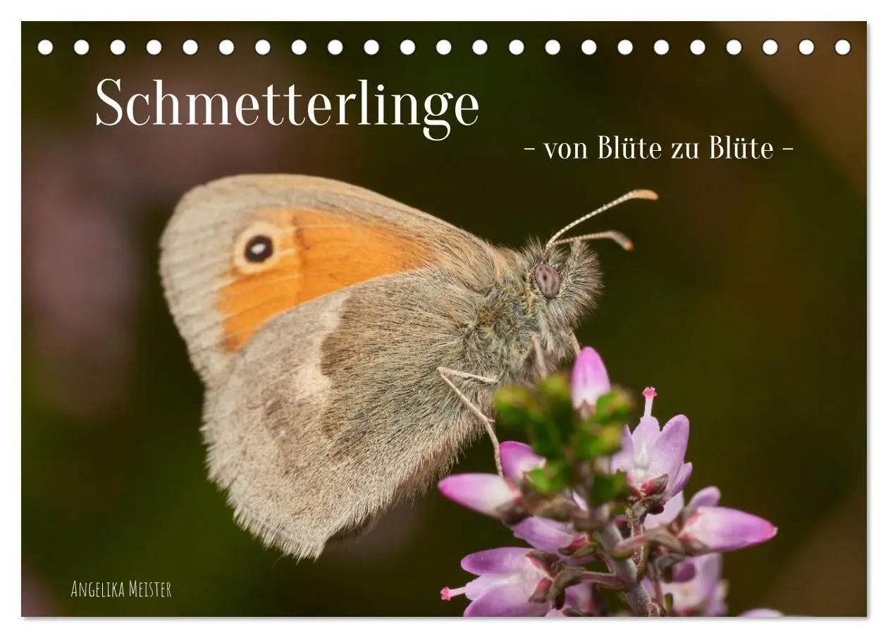 Cover: 9783457589786 | Schmetterlinge - von Blüte zu Blüte - (Tischkalender 2026 DIN A5...