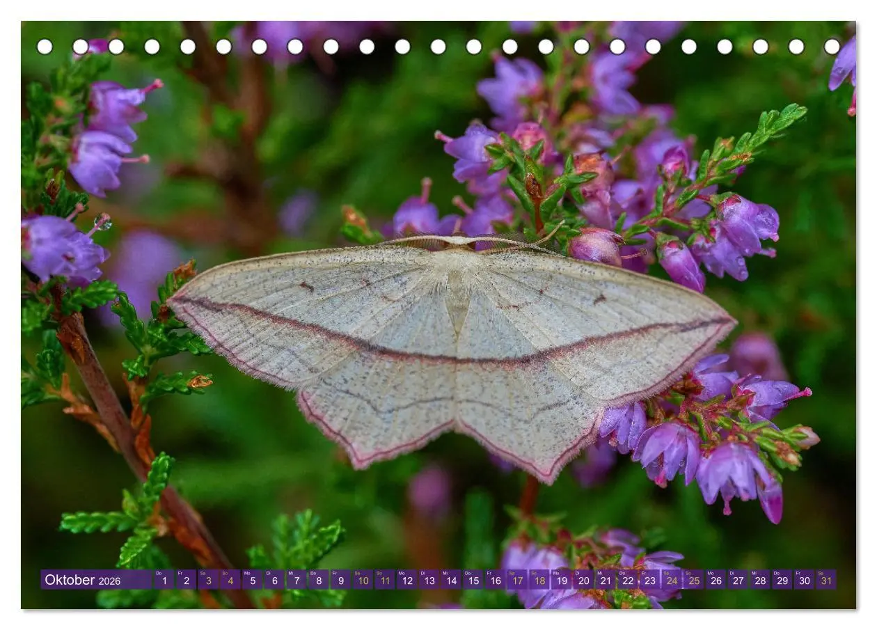Bild: 9783457589786 | Schmetterlinge - von Blüte zu Blüte - (Tischkalender 2026 DIN A5...