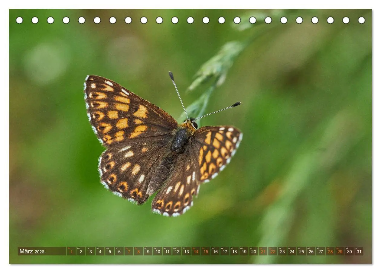 Bild: 9783457589786 | Schmetterlinge - von Blüte zu Blüte - (Tischkalender 2026 DIN A5...