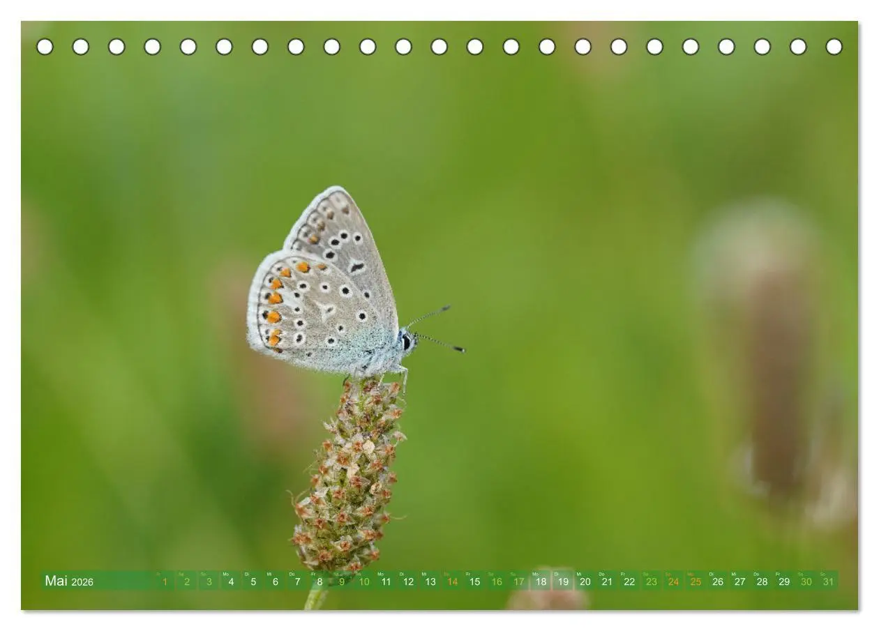 Bild: 9783457589786 | Schmetterlinge - von Blüte zu Blüte - (Tischkalender 2026 DIN A5...