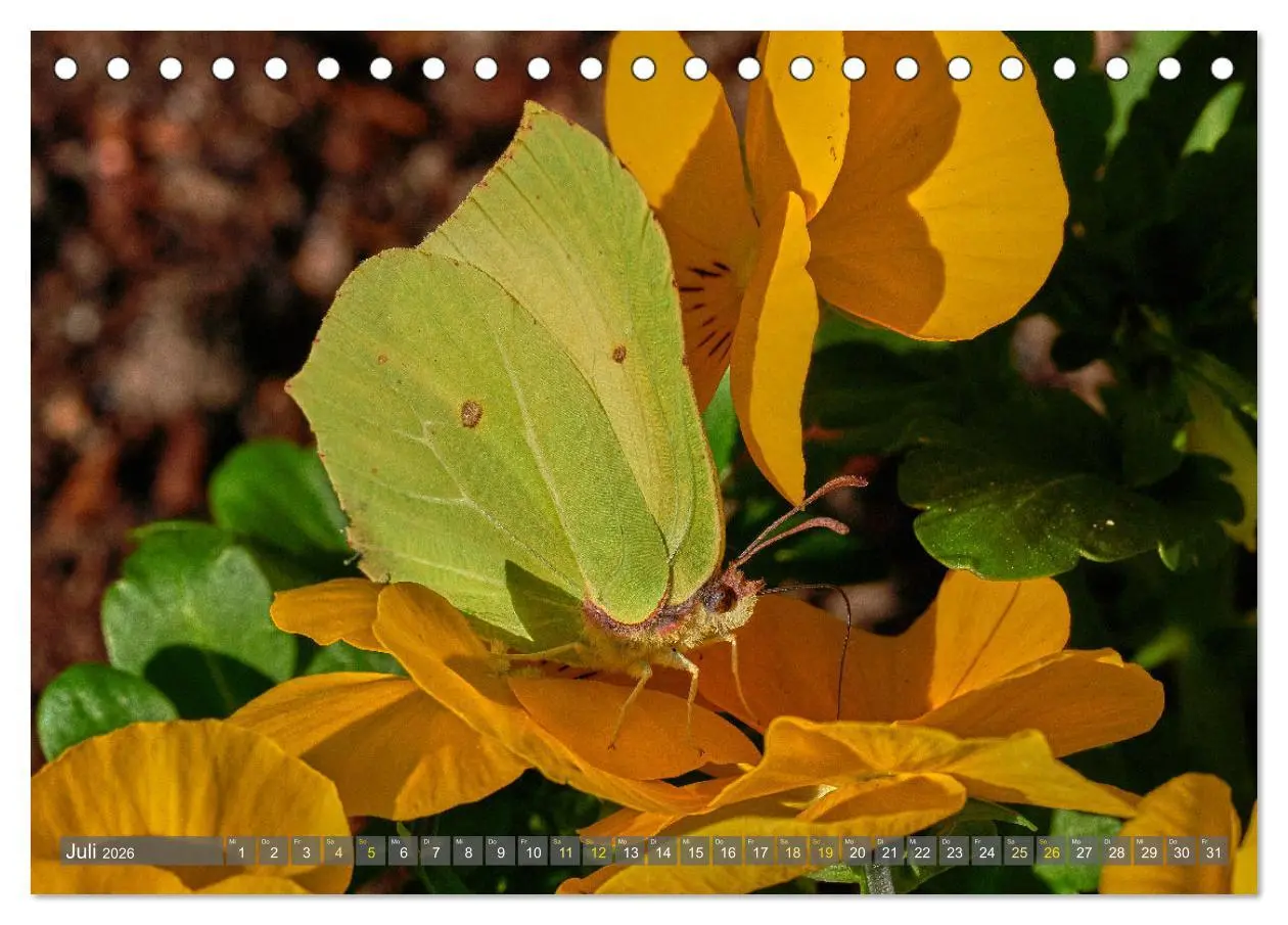 Bild: 9783457589786 | Schmetterlinge - von Blüte zu Blüte - (Tischkalender 2026 DIN A5...