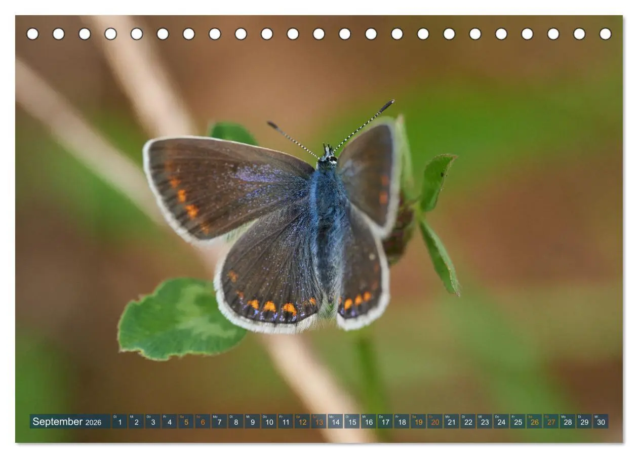 Bild: 9783457589786 | Schmetterlinge - von Blüte zu Blüte - (Tischkalender 2026 DIN A5...