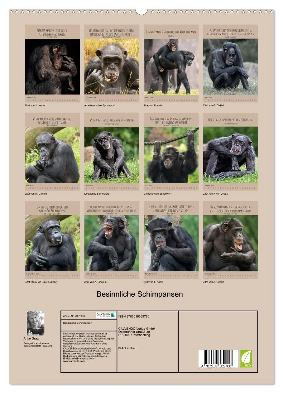 Bild: 9783516369786 | Besinnliche Schimpansen (hochwertiger Premium Wandkalender 2026 DIN...