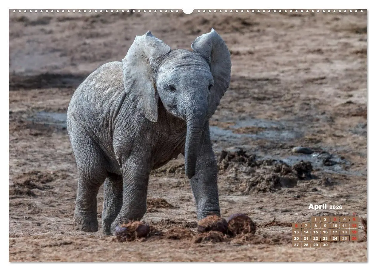 Bild: 9783516220087 | Afrikas Tierwelt: Elefantenbabys (Wandkalender 2026 DIN A2 quer),...