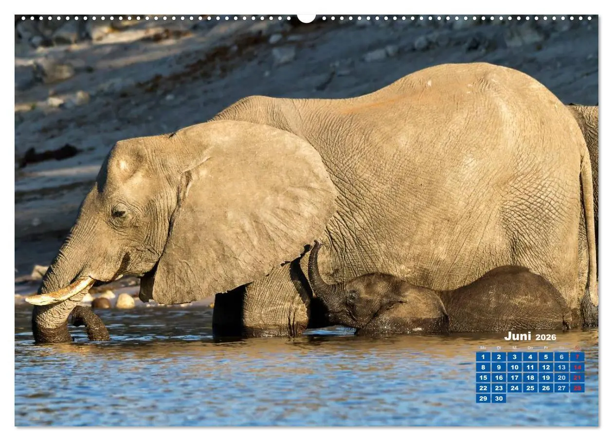 Bild: 9783516220087 | Afrikas Tierwelt: Elefantenbabys (Wandkalender 2026 DIN A2 quer),...