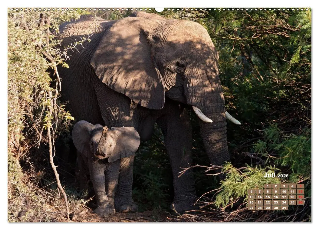 Bild: 9783516220087 | Afrikas Tierwelt: Elefantenbabys (Wandkalender 2026 DIN A2 quer),...