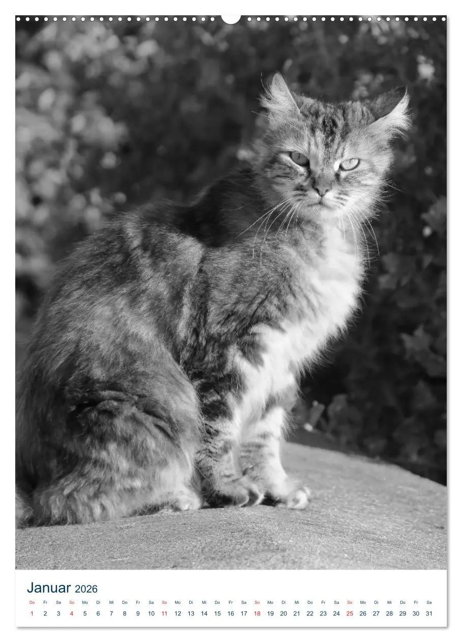 Bild: 9783516390087 | Wilde Katzen - Korsikas Samtpfoten (hochwertiger Premium...