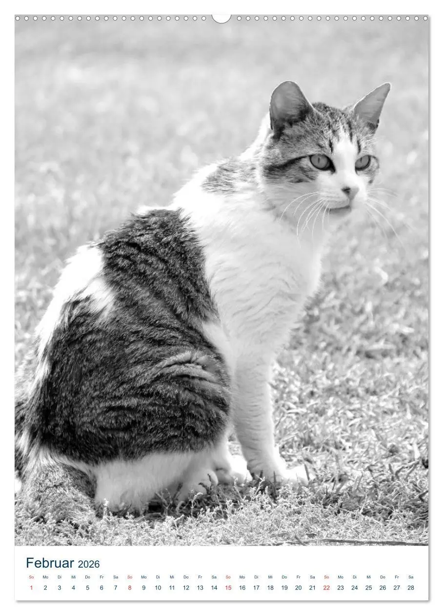 Bild: 9783516390087 | Wilde Katzen - Korsikas Samtpfoten (hochwertiger Premium...
