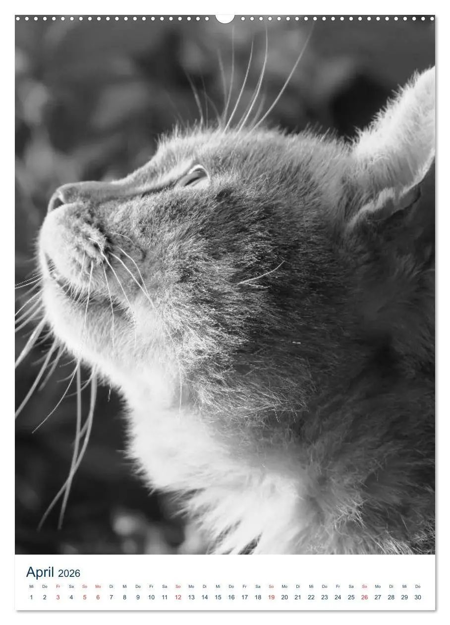Bild: 9783516390087 | Wilde Katzen - Korsikas Samtpfoten (hochwertiger Premium...