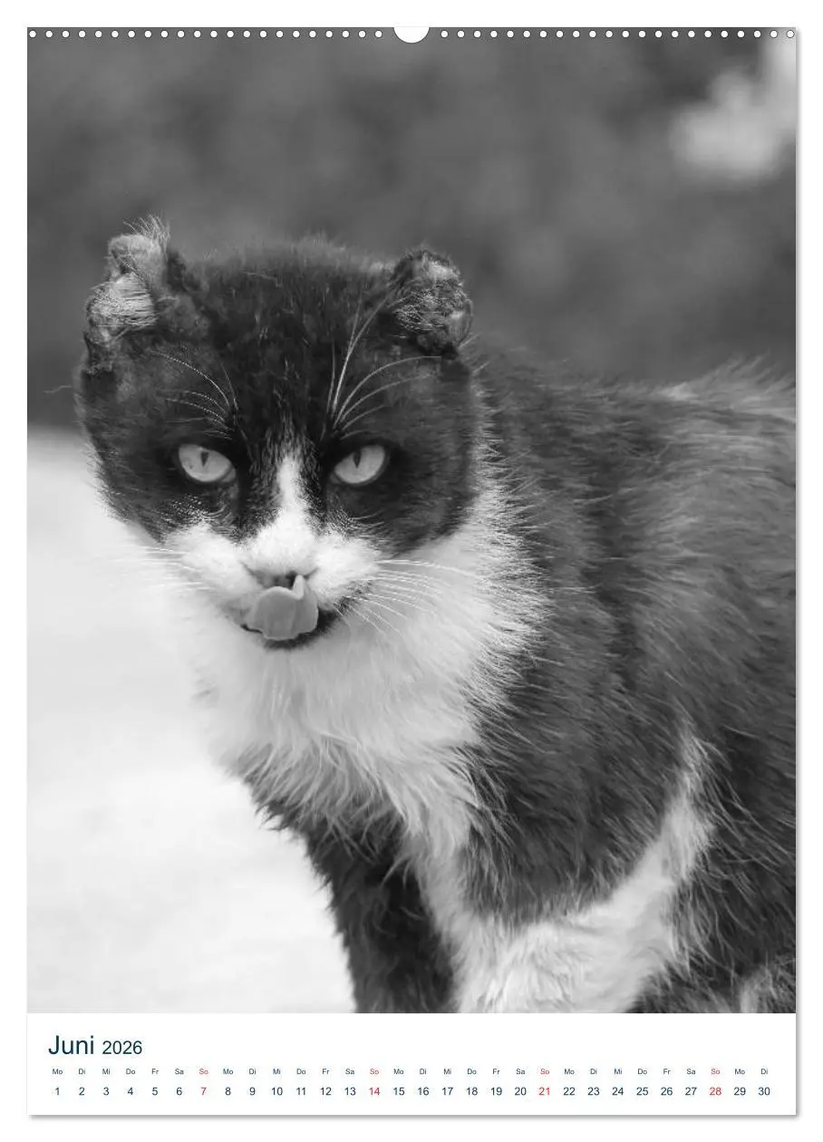 Bild: 9783516390087 | Wilde Katzen - Korsikas Samtpfoten (hochwertiger Premium...