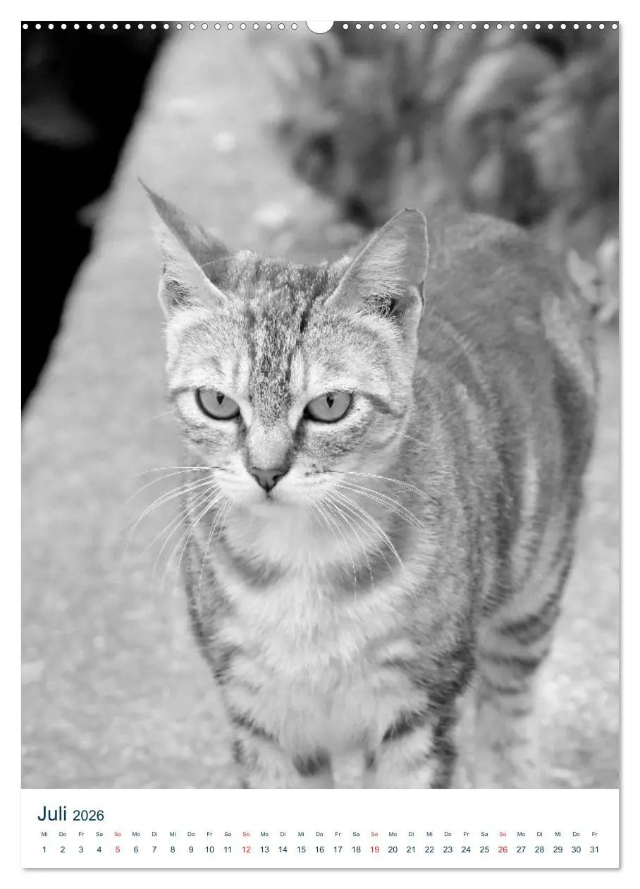 Bild: 9783516390087 | Wilde Katzen - Korsikas Samtpfoten (hochwertiger Premium...