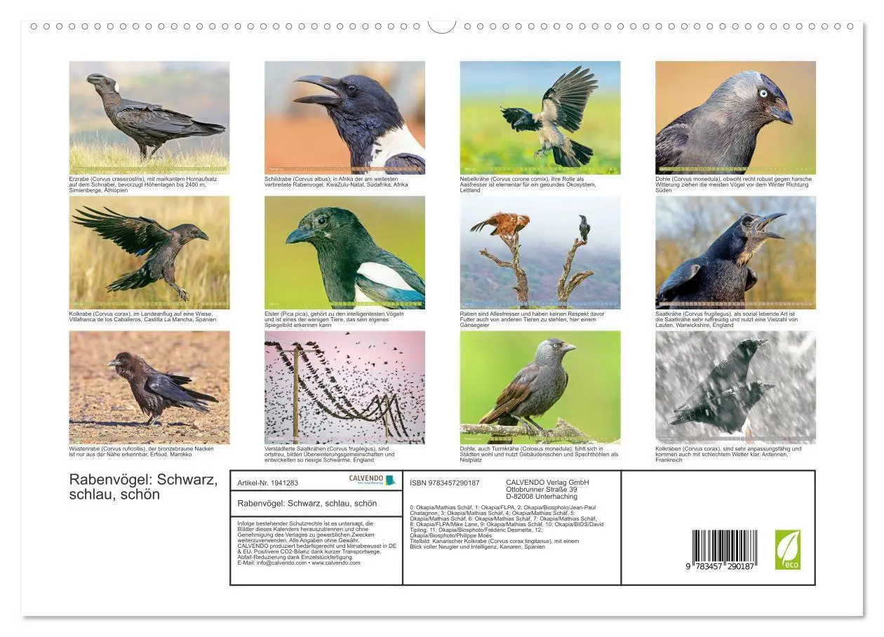 Bild: 9783457290187 | Rabenvögel: Schwarz, schlau, schön (hochwertiger Premium...