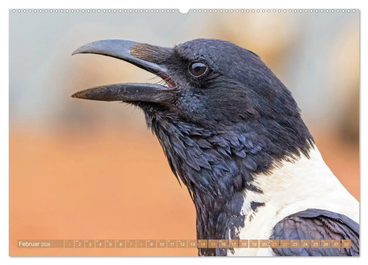 Bild: 9783457290187 | Rabenvögel: Schwarz, schlau, schön (hochwertiger Premium...