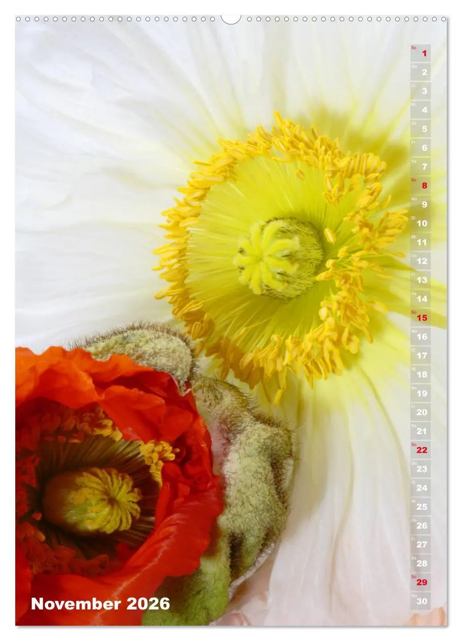 Bild: 9783516380187 | Mohn - Ein Blütentraum (Wandkalender 2026 DIN A2 hoch), CALVENDO...