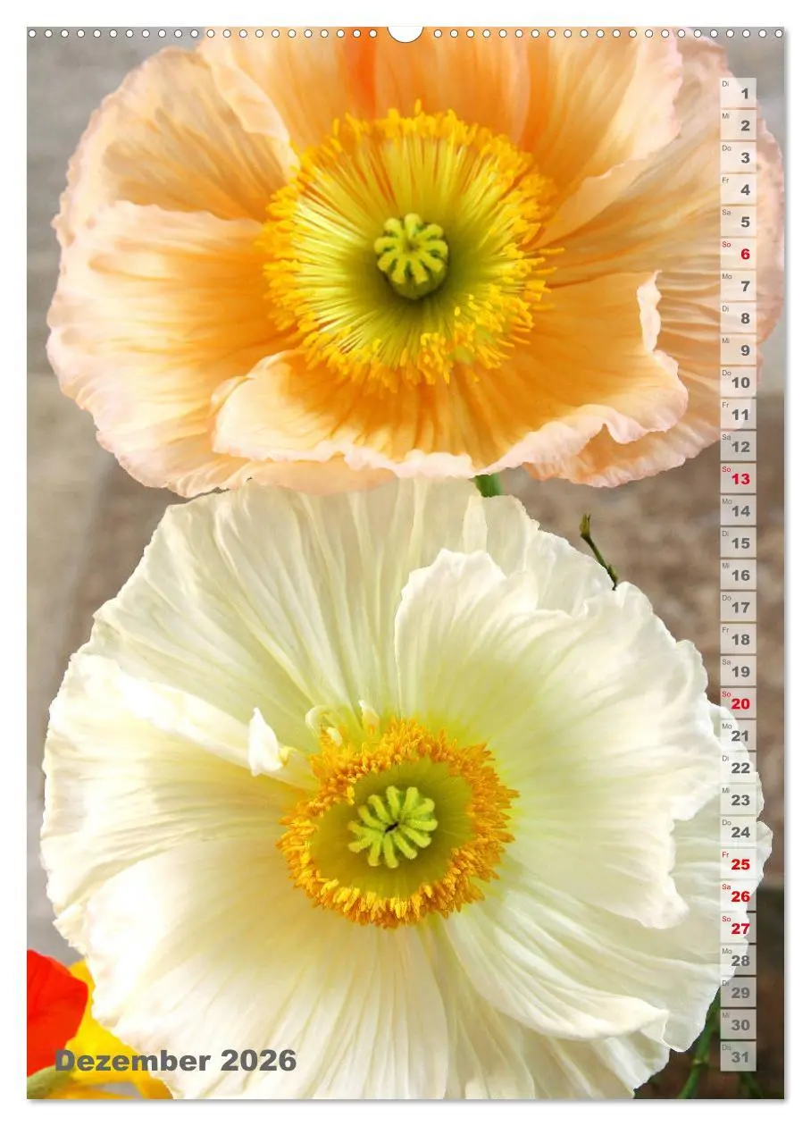 Bild: 9783516380187 | Mohn - Ein Blütentraum (Wandkalender 2026 DIN A2 hoch), CALVENDO...