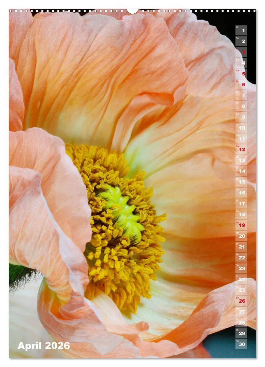 Bild: 9783516380187 | Mohn - Ein Blütentraum (Wandkalender 2026 DIN A2 hoch), CALVENDO...