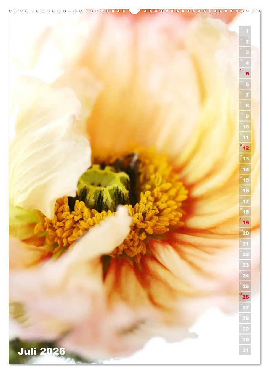 Bild: 9783516380187 | Mohn - Ein Blütentraum (Wandkalender 2026 DIN A2 hoch), CALVENDO...