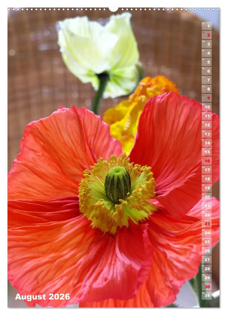 Bild: 9783516380187 | Mohn - Ein Blütentraum (Wandkalender 2026 DIN A2 hoch), CALVENDO...