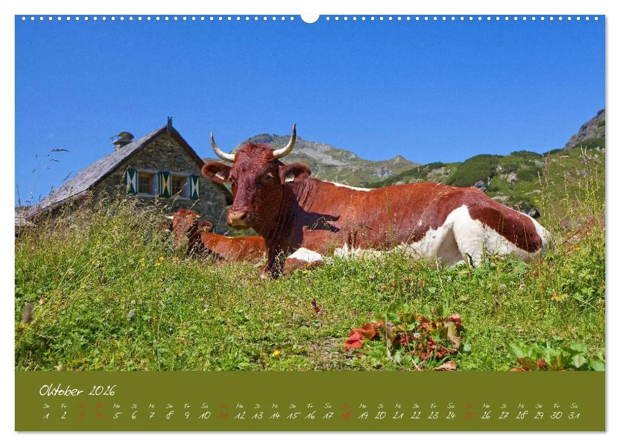Bild: 9783457270387 | Friedliche Kühe (Wandkalender 2026 DIN A2 quer), CALVENDO...