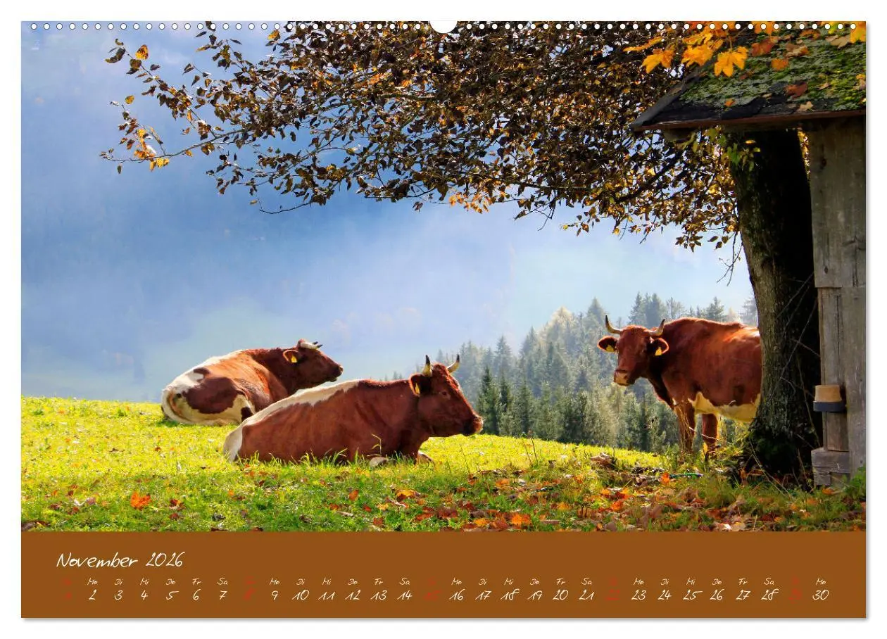Bild: 9783457270387 | Friedliche Kühe (Wandkalender 2026 DIN A2 quer), CALVENDO...