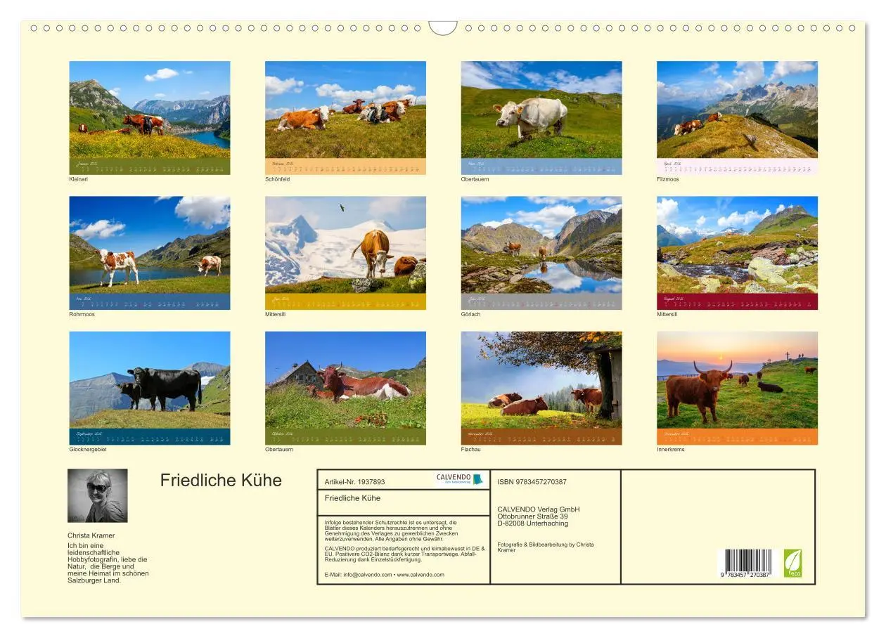 Bild: 9783457270387 | Friedliche Kühe (Wandkalender 2026 DIN A2 quer), CALVENDO...