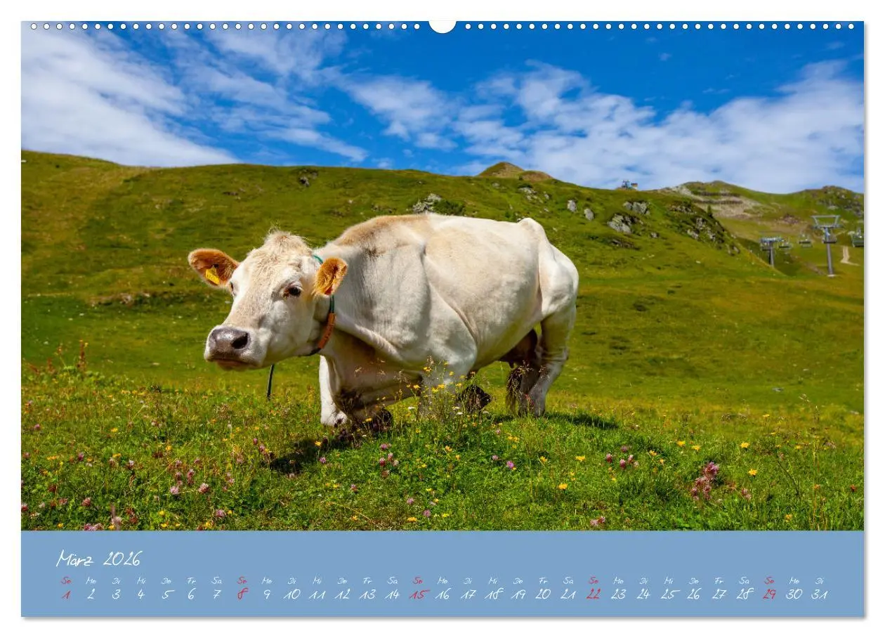 Bild: 9783457270387 | Friedliche Kühe (Wandkalender 2026 DIN A2 quer), CALVENDO...