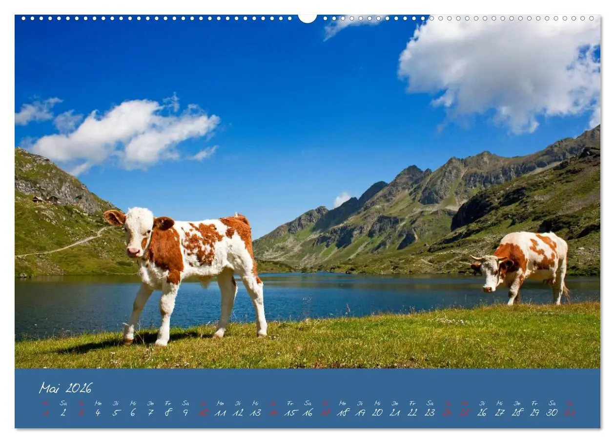 Bild: 9783457270387 | Friedliche Kühe (Wandkalender 2026 DIN A2 quer), CALVENDO...