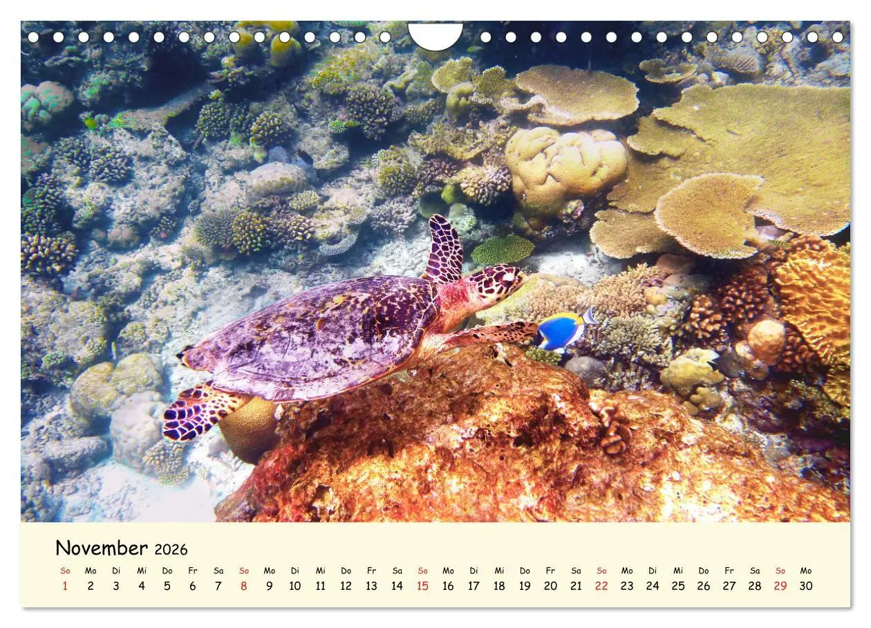 Bild: 9783516050387 | Faszination Meeresschildkröten (Wandkalender 2026 DIN A4 quer),...