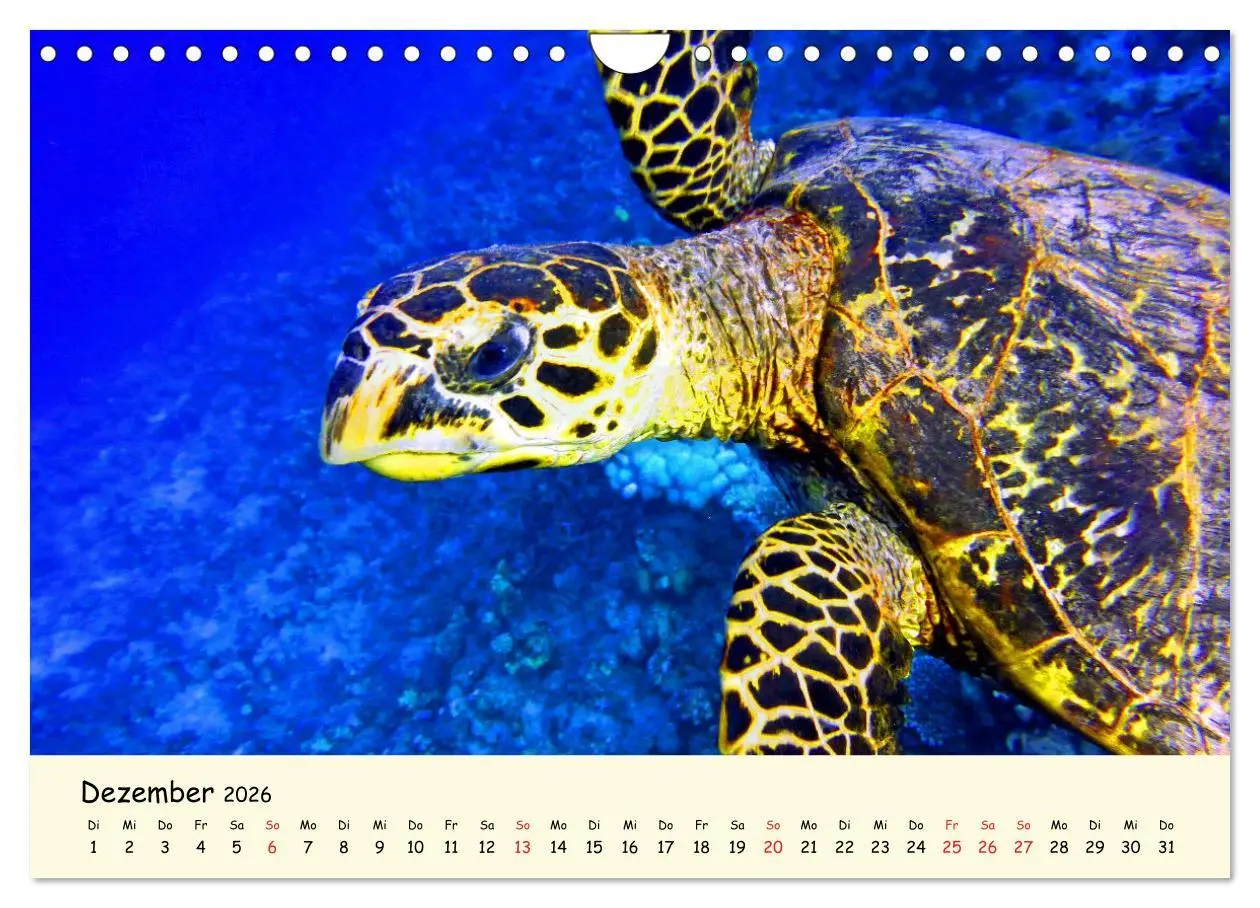 Bild: 9783516050387 | Faszination Meeresschildkröten (Wandkalender 2026 DIN A4 quer),...