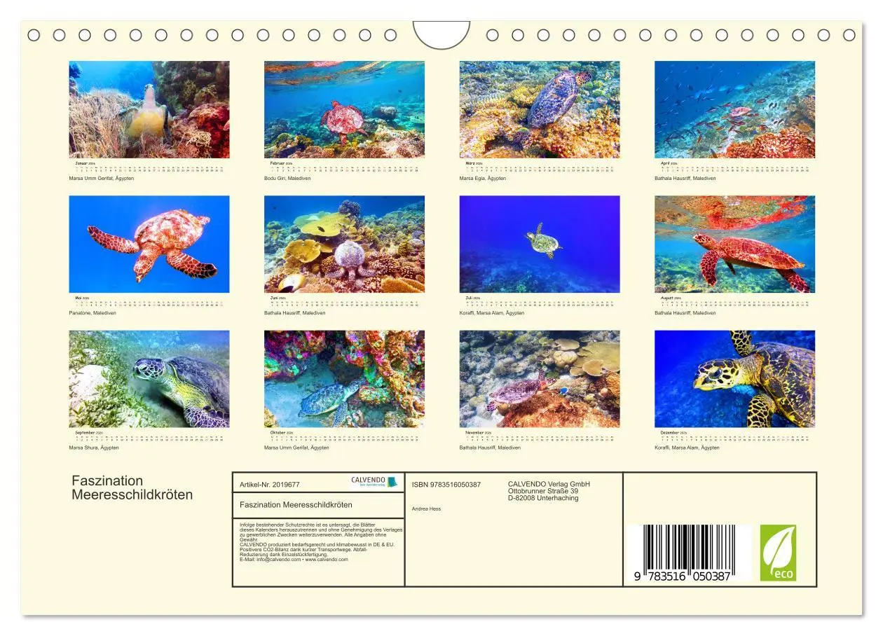 Bild: 9783516050387 | Faszination Meeresschildkröten (Wandkalender 2026 DIN A4 quer),...