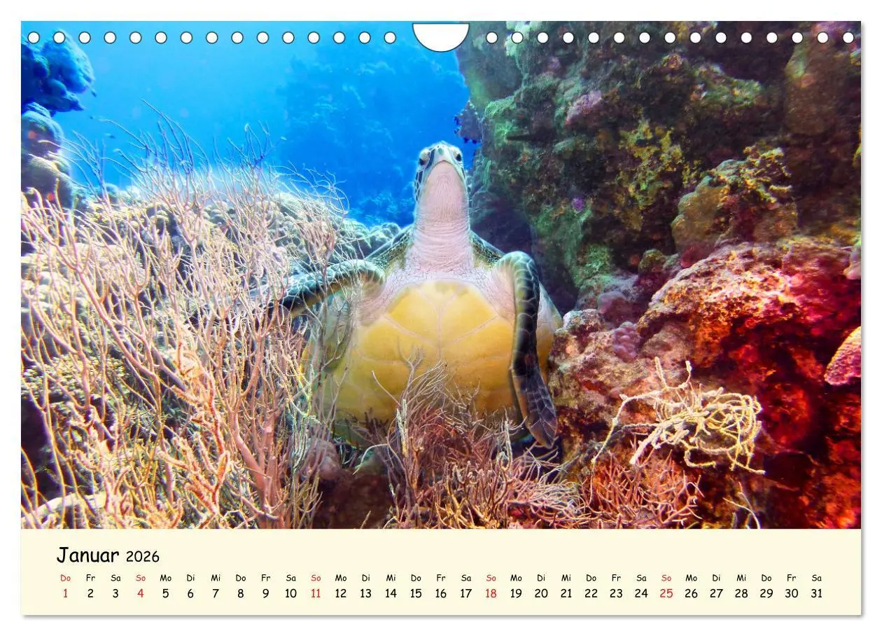 Bild: 9783516050387 | Faszination Meeresschildkröten (Wandkalender 2026 DIN A4 quer),...