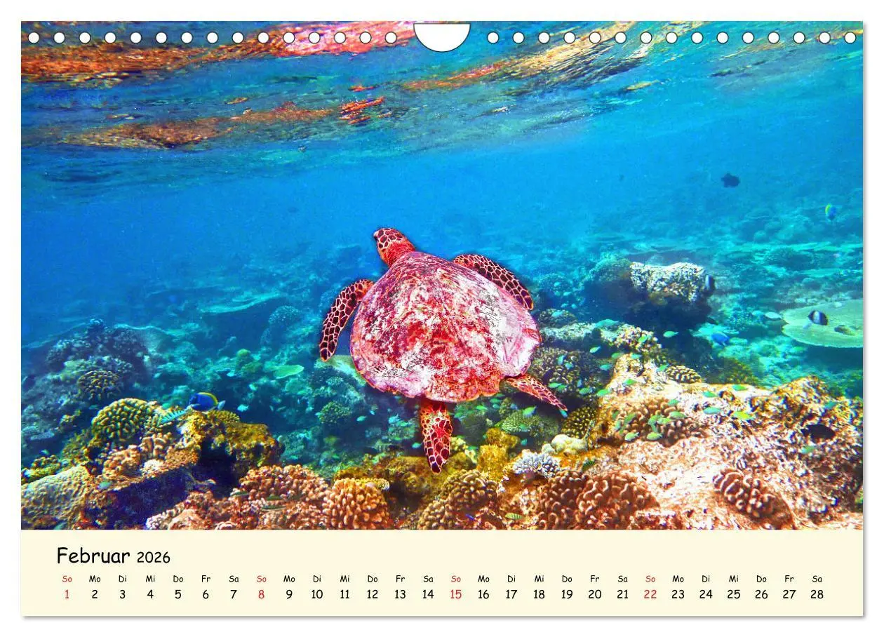 Bild: 9783516050387 | Faszination Meeresschildkröten (Wandkalender 2026 DIN A4 quer),...