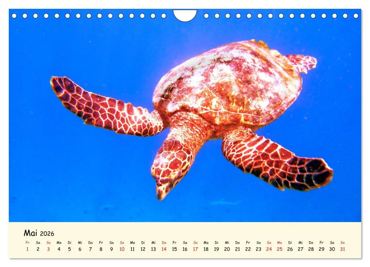 Bild: 9783516050387 | Faszination Meeresschildkröten (Wandkalender 2026 DIN A4 quer),...