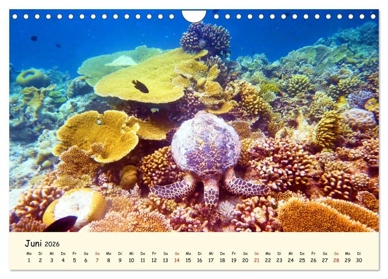 Bild: 9783516050387 | Faszination Meeresschildkröten (Wandkalender 2026 DIN A4 quer),...