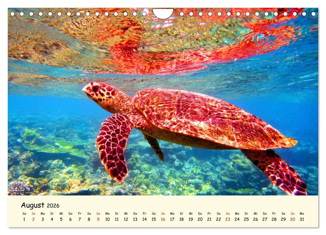 Bild: 9783516050387 | Faszination Meeresschildkröten (Wandkalender 2026 DIN A4 quer),...