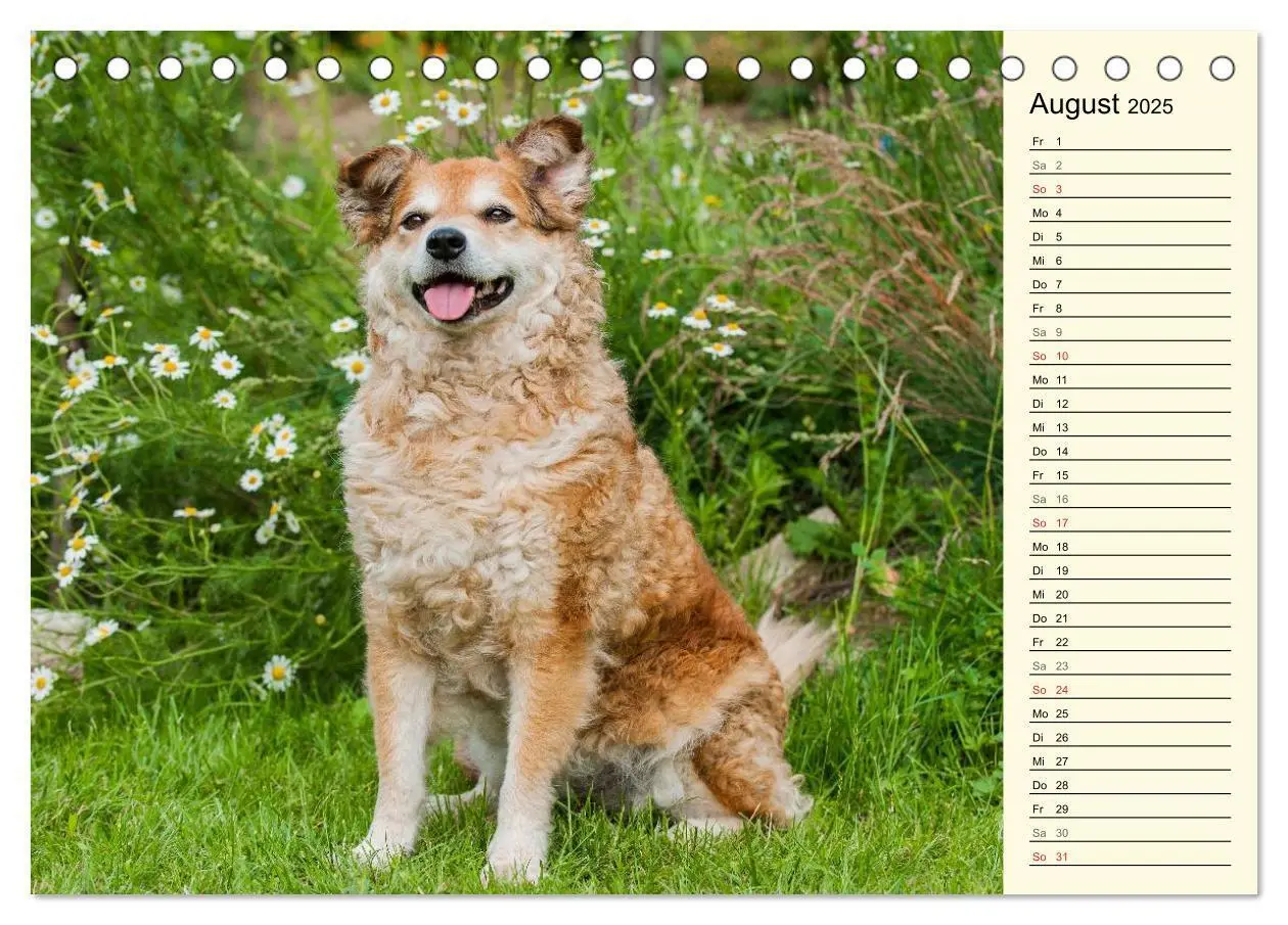 Bild: 9783435540587 | Altdeutsche Hütehunde - Fast vergessen (Tischkalender 2025 DIN A5...